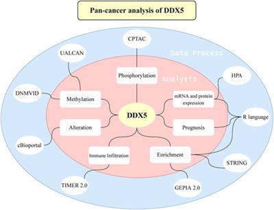 Pan-cancer analysis of the prognostic and immunological roles of DEAD-box helicase 5 (DDX5) in human tumors